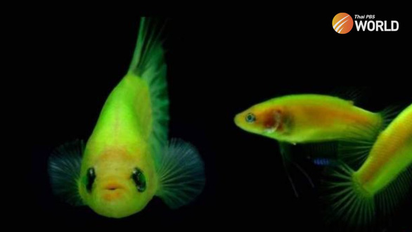 Thái Lan ra lệnh tiêu diệt cá huỳnh quang biến đổi gene