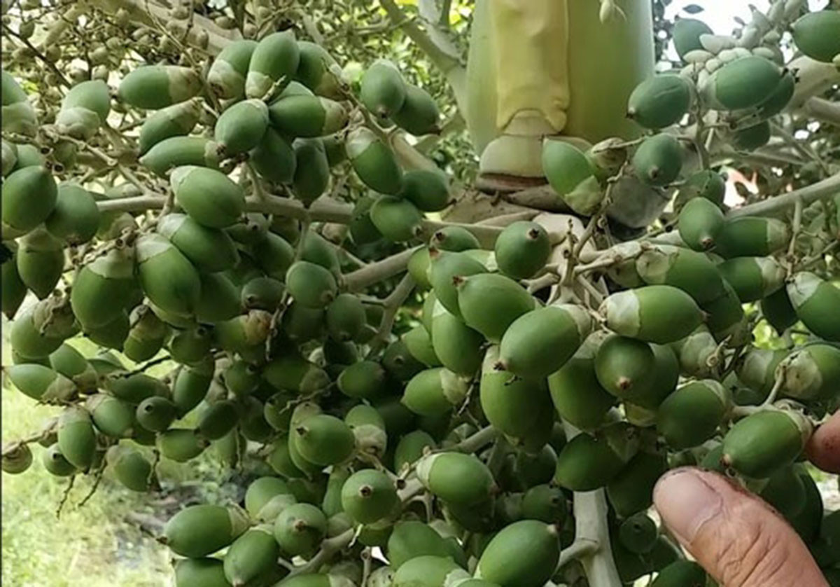 Loại quả trước bỏ đi giờ thành đặc sản, muốn mua không dễ