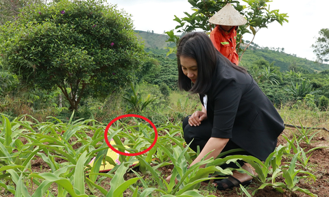 Chị nông dân lãi 5 tỷ đồng/năm nhờ trồng cây dại ngọt như mì chính